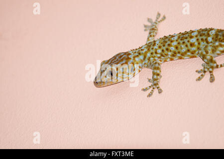 Gecko sur le mur Banque D'Images