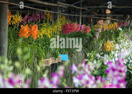 Magasin de fleurs d'orchidées en Thaïlande Banque D'Images