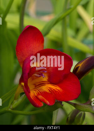 Fleur de Freesia rouge unique Banque D'Images