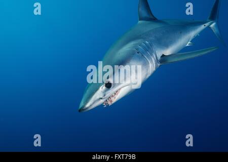 Sous-vue de menacer le requin-taupe bleu (Isurus oxyrinchus) natation en bleu mer, côte ouest, Nouvelle-Zélande Banque D'Images