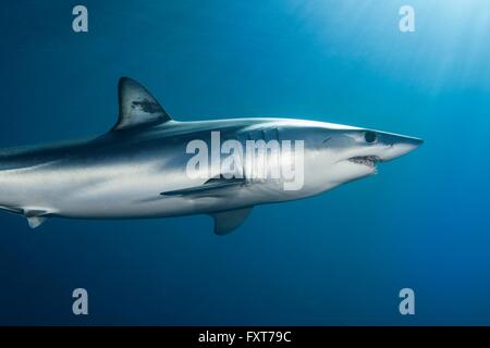 Sous-vue de requin-taupe bleu (Isurus oxyrinchus) Nager en mer, côte ouest, Nouvelle-Zélande Banque D'Images