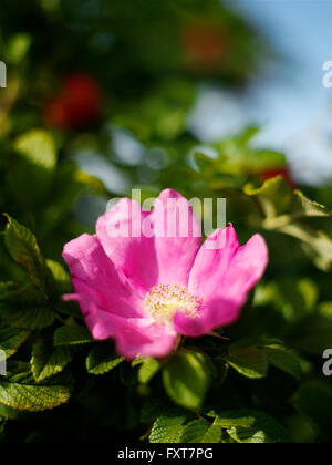 Fleur de rose musquée rose sur jardin bush Banque D'Images