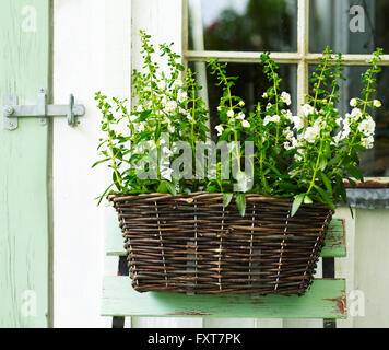 Plante de jardin avec fleurs blanches au panier en osier sur shed Banque D'Images