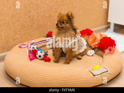 Pomeranian chiot mignon et drôle sur fond orange smiling Banque D'Images