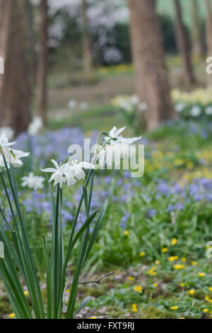 Narcissus thalia. Jonquille Triandrus fleurs dans un anglais géré de bois. Evenley jardins du bois, Northamptonshire, Angleterre Banque D'Images