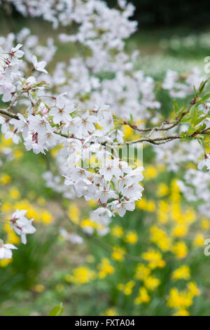 Prunus x Yedoensis. Cerise Yoshino. Japanese cherry blossom Tree dans un bois anglais Banque D'Images