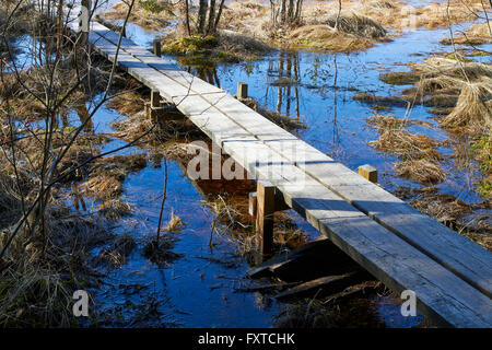 Caillebotis sur swamp, Lappeenranta FINLANDE Banque D'Images