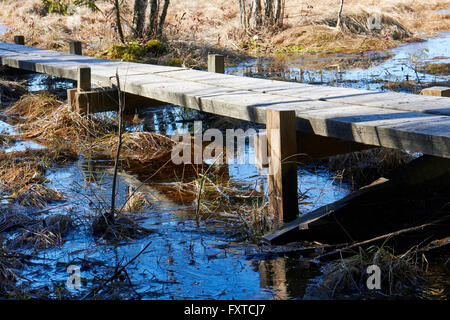 Caillebotis sur swamp, Lappeenranta FINLANDE Banque D'Images