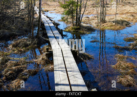 Caillebotis sur swamp, Lappeenranta FINLANDE Banque D'Images