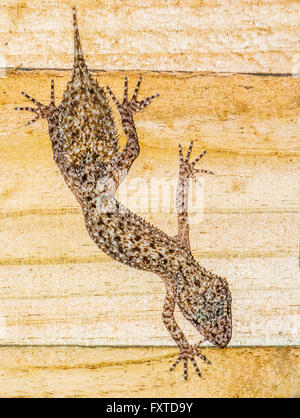 Le sud du gecko à queue de feuille, Phyllurus platurus Banque D'Images