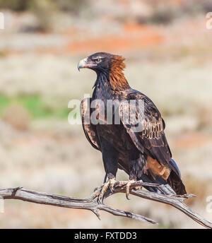 Aigle australien (Aquila audax) au Parc National Sturt, loin au nord-ouest de la Nouvelle-Galles du Sud Banque D'Images