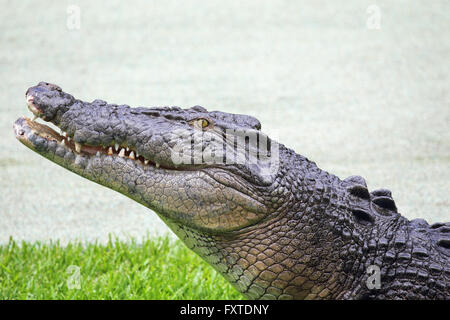 Saltwater Crocodile (Crocodylus porosus) dans le Queensland, Australie. Banque D'Images