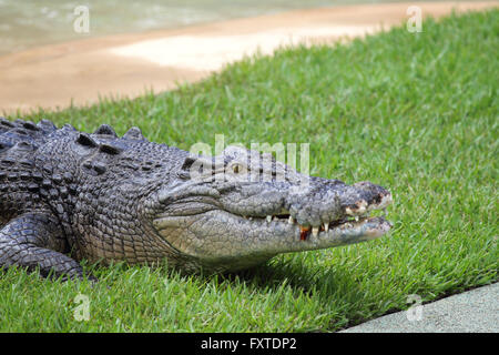 Saltwater Crocodile (Crocodylus porosus) dans le Queensland, Australie. Banque D'Images