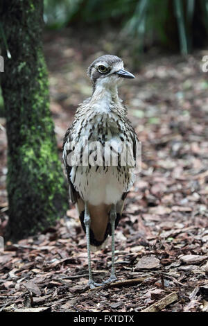 Bush-pierre (Burhinus grallarius courlis) dans le Queensland, Australie. Banque D'Images