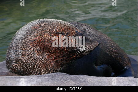 Mature hommes sud-américain (Arctocephalus australis) reposant sur la rive Banque D'Images