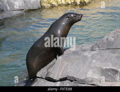 Femmes sud-américain (Arctocephalus australis) qui viennent sur la rive Banque D'Images