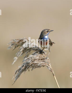 L'audacieuse mâles de la chouette blanche gorgebleue à miroir (Luscinia svecica cyanecula) posant dans un roseau, plume Banque D'Images