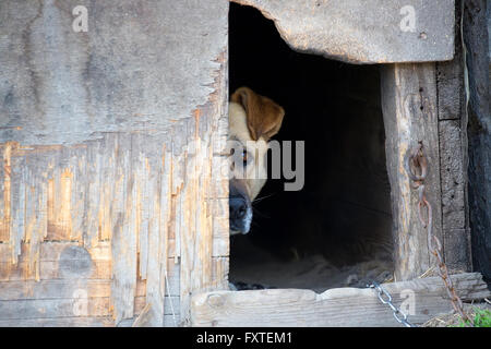 Chien sur une chaîne dans une niche Banque D'Images