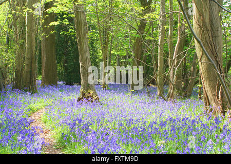 Bluebells à Goodwood Banque D'Images