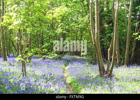 Bluebells à Goodwood Banque D'Images