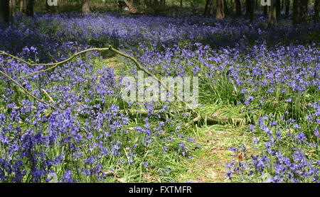 Le Dover Bluebells Banque D'Images