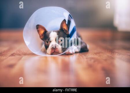 Boston Terrier puppy wearing cône pet Banque D'Images