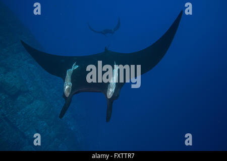 Raie Manta géante (Manta birostris) avec de grandes remora attaché sur son dos, les patrouilles des murs verticaux de Roca Partida Banque D'Images