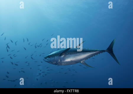 Gros Albacore (Thunnus albacares) lance à une vitesse incroyable à l'égard de l'école de maquereaux Banque D'Images