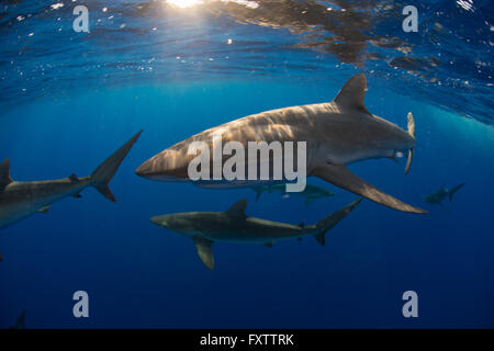 Curieux le Requin soyeux (Carcharhinus falciformis) nager près de la surface Banque D'Images