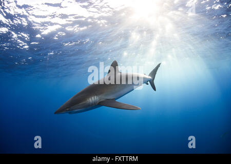 Curieux le Requin soyeux (Carcharhinus falciformis) nager près de la surface Banque D'Images