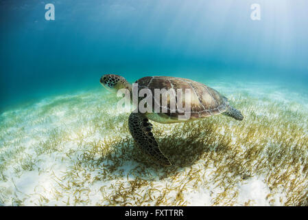 La tortue verte (Chelonia mydas) recherche les aires marines dans les eaux peu profondes de la Baie d'Akumal, Mexique Banque D'Images