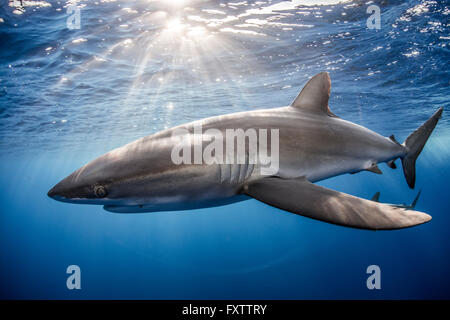 Le requin soyeux (Carcharhinus falciformis) Nager à proximité de photographe Banque D'Images