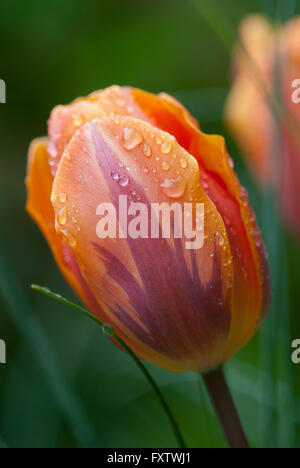 Close up d'une tulipe de rosée Banque D'Images