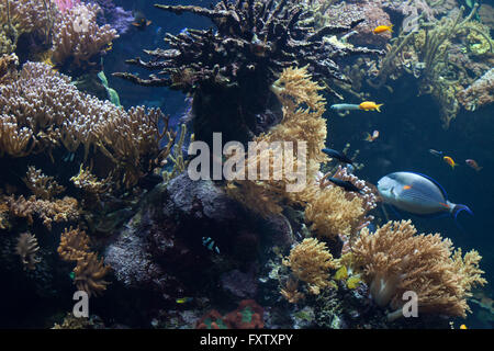 Poissons tropicaux nageant dans la barrière de corail dans l'Aquarium de Gênes à Gênes, Ligurie, Italie. Banque D'Images