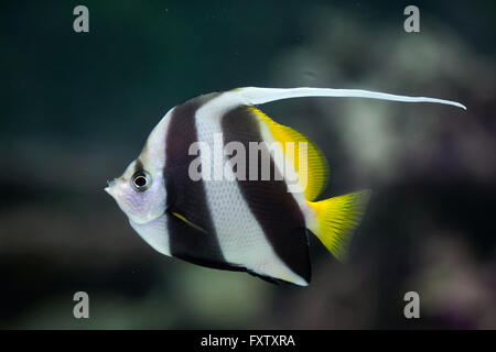 Pennant coralfish (Heniochus acuminatus), également connu sous le nom de corail bannerfish coachman ou dans l'Aquarium de Gênes à Gênes, Ligurie, Italie. Banque D'Images