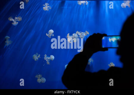 Visiteur prend des photos comme des méduses à taches blanches (Phyllorhiza punctata), également connu sous le nom de l'Australian spotted méduses nager dans l'Aquarium de Gênes à Gênes, Ligurie, Italie. Banque D'Images