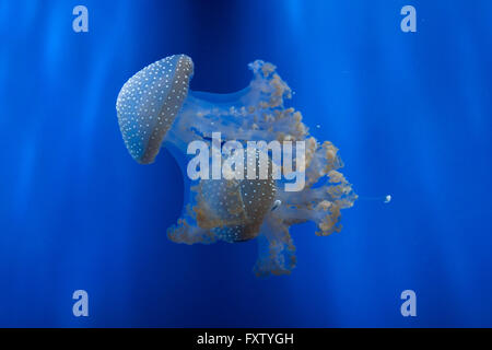 Les méduses à taches blanches (Phyllorhiza punctata), également connu sous le nom de l'Australian spotted méduses dans l'Aquarium de Gênes à Gênes, Ligurie, Italie. Banque D'Images