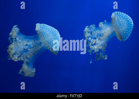 Les méduses à taches blanches (Phyllorhiza punctata), également connu sous le nom de l'Australian spotted méduses dans l'Aquarium de Gênes à Gênes, Ligurie, Italie. Banque D'Images