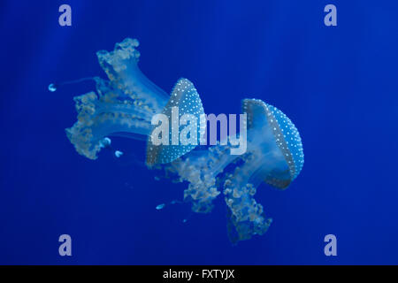 Les méduses à taches blanches (Phyllorhiza punctata), également connu sous le nom de l'Australian spotted méduses dans l'Aquarium de Gênes à Gênes, Ligurie, Italie. Banque D'Images