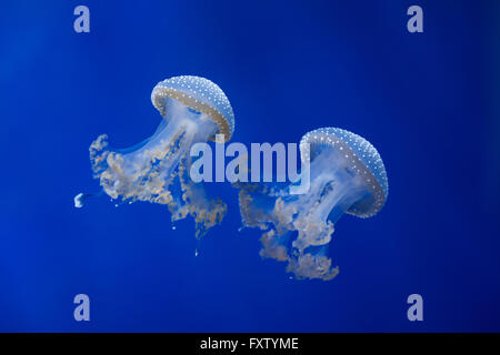 Les méduses à taches blanches (Phyllorhiza punctata), également connu sous le nom de l'Australian spotted méduses dans l'Aquarium de Gênes à Gênes, Ligurie, Italie. Banque D'Images