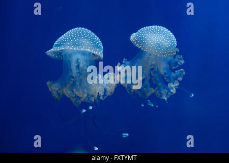 Les méduses à taches blanches (Phyllorhiza punctata), également connu sous le nom de l'Australian spotted méduses dans l'Aquarium de Gênes à Gênes, Ligurie, Italie. Banque D'Images