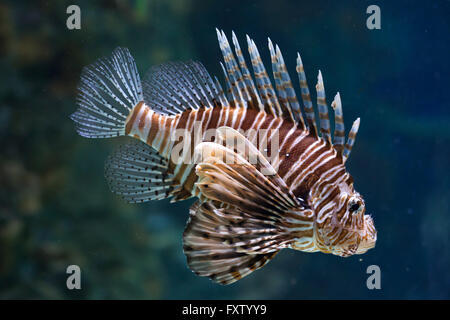 Poisson-papillon rouge (Pterois volitans) dans l'Aquarium de Gênes à Gênes, Ligurie, Italie. Banque D'Images