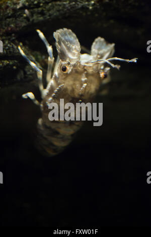 Petit homard européen (Scyllarus arctus criquets), aussi connu comme le moindre cigale de mer dans l'Aquarium de Gênes à Gênes, Ligurie, Italie. Banque D'Images