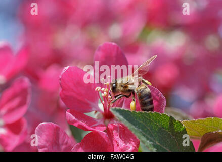 Close up of abeille sur fleur de pommier Banque D'Images