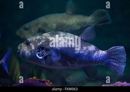 L'Arothron stellatus (puffer), aussi connu sous le ciel étoilé toadfish dans l'Aquarium de Gênes à Gênes, Ligurie, Italie. Banque D'Images