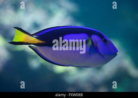 Paracanthurus hepatus (poisson chirurgien bleu), également connu sous le nom de tang bleu dans l'Aquarium de Gênes à Gênes, Ligurie, Italie. Banque D'Images