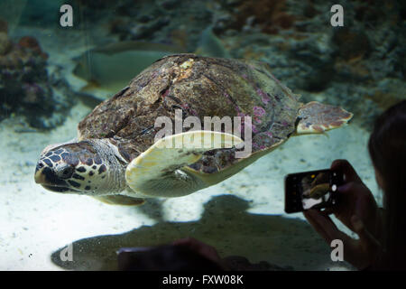 Visiteur prend des photos comme la tortue de mer loggerhead (Caretta caretta) nage dans l'Aquarium de Gênes à Gênes, Ligurie, Italie. Banque D'Images