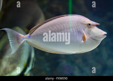 Bluespine goldfish (Naso unicornis), également connu sous le nom de court-nez goldfish dans l'Aquarium de Gênes à Gênes, Ligurie, Italie. Banque D'Images