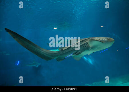 (Stegostoma fasciatum requin Zebra) dans l'Aquarium de Gênes à Gênes, Ligurie, Italie. Banque D'Images