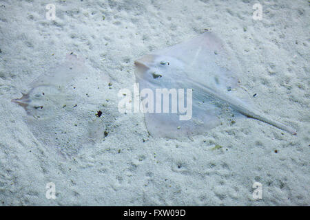 Thornback ray (Raja clavata), également connu sous le nom de thornback skate dans l'Aquarium de Gênes à Gênes, Ligurie, Italie. Banque D'Images